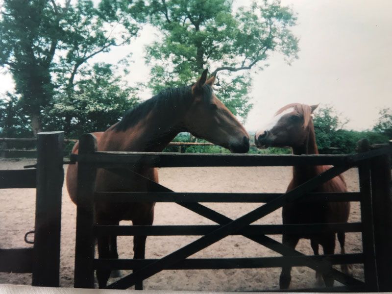 adjustable saddle specialists horses