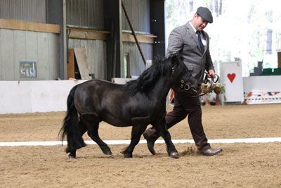 shetland pony